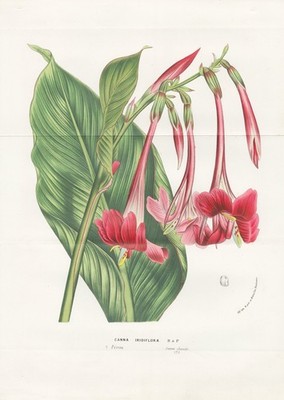 Canna Iridiflora Irisblütiges Blumenrohr Peru botany Botanik Houtte Lithographie