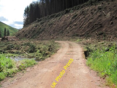 Foto 6x4 Baumfällung, Kidland Forest Clennell c2015