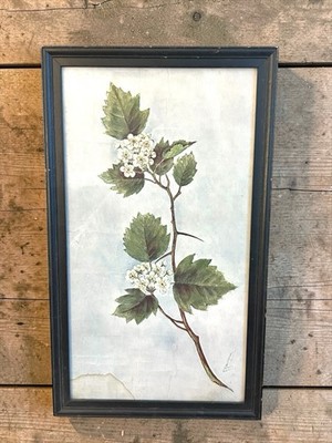 Antique Thicket Hawthorne flower original Victorian Painting Signed Watercolor