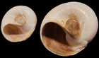 Shark Eye Moon Snails (Neverita duplicat — photo 2