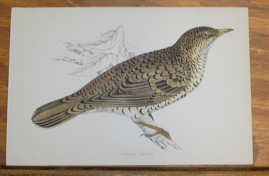 c1835 Antique COLOR Miller Bird Print///WHITE'S THRUSH | eBay