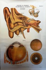 Max Brodel No. 5 Vintage American Frohse Anatomical Plate  Ear and Eye 1920s