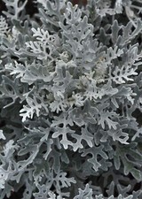 Dusty Miller Silverdust Seeds - 25 Seeds Per Packet, Non-GMO