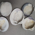 Lot of 5 Natural Clam Shells Atlantic Ocean Outer Bank NC Crafts 3”- 3.5” — photo 3