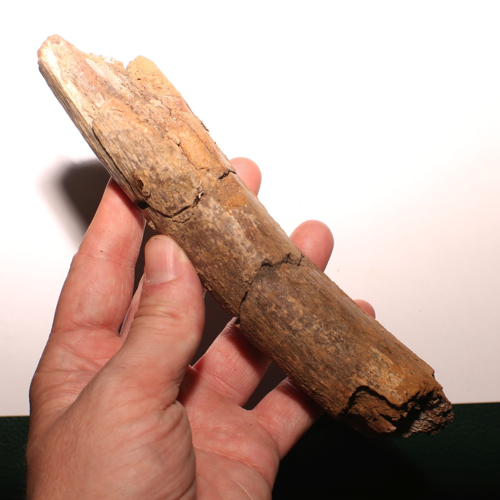 GORGEOUS Triceratops Rib PIece Dinosaur Fossil - Hell Creek Formation Cretaceous