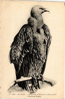 Old postcard Paris 5th-Museum of Natural History-Fauve Vulture (324289)