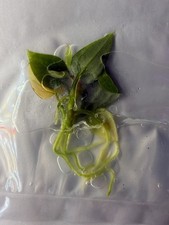 Anthurium Zara x Home Sweet Home Tissue Culture Exact Plant Rare Hybrid