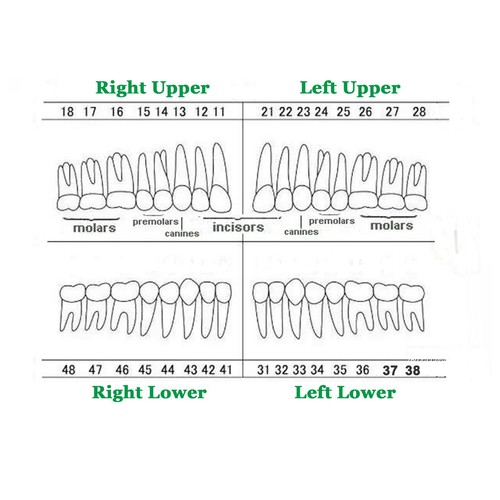 Kilgore Nissin 200 Type Dental Typodont 28PCS Teeth Model Screw-in Replacement - Picture 44 of 55