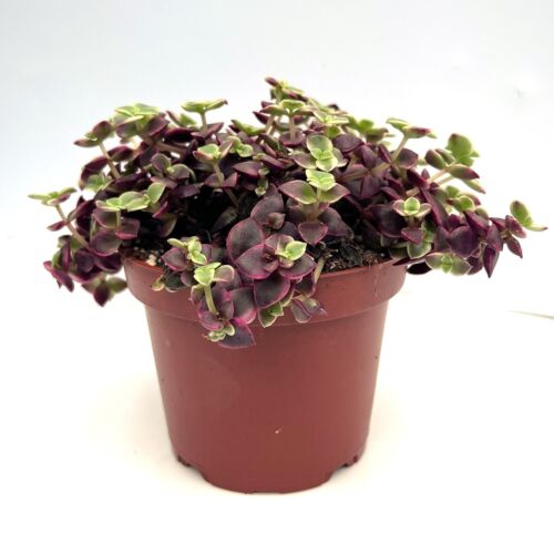 Crassula Marginalis 'Calico Kitten' variegated Succulent in 10.5cm pot - Picture 2 of 7