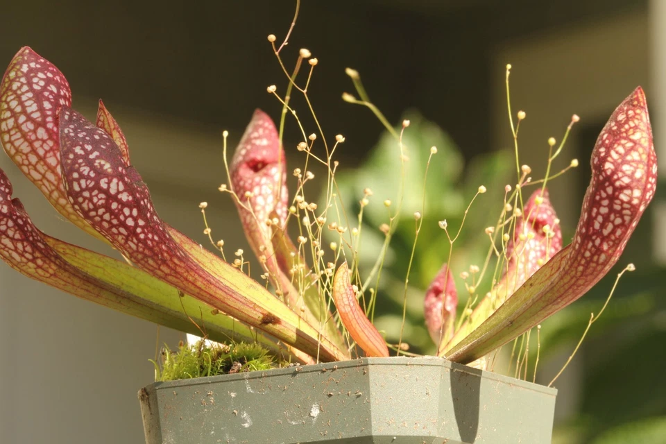 Planta de jarro carnívora VIVA (Sarracenia "Scarlet Belle") amigável para iniciantes - Imagem 3 de 4
