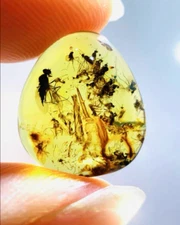 Cretaceous Fossil Burmese amber burmite Wormhole insect amber Fossil Myanmar