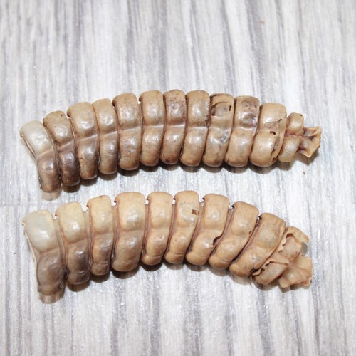 2 Very Large  Rattlesnake Rattles  #7064    Taxidermy Diamondback Sidewinder