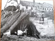 Vecchie foto n.13 “alluvione del Po