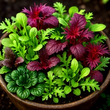 1000+ ASIAN GREENS MIX SEEDS 🌱 MICROGREENS BABY LEAF NON‑GMO FREE SHIPPING