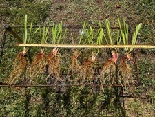 SARRACENIA FLAVA FLAVA “KILBY BOG, SUFFOLK CO, VA”. DIVISION SALE. LARGE.