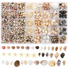 Zefy 23 Types Small Sea Shells for Crafts, 1200 Pcs Tiny Seashells with Mixed...