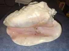 Large Queen Aliger Gigas Pink Conch Seashell Marine Nautical Beach Decor 3lb 8oz