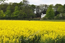 Photo 12x8 Rose Cottage beyond a field of rape - Syston Barkston  c2010