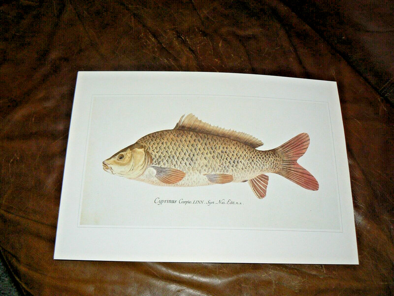  Early Scientific Ichthyology Color Prints Vintage Carp