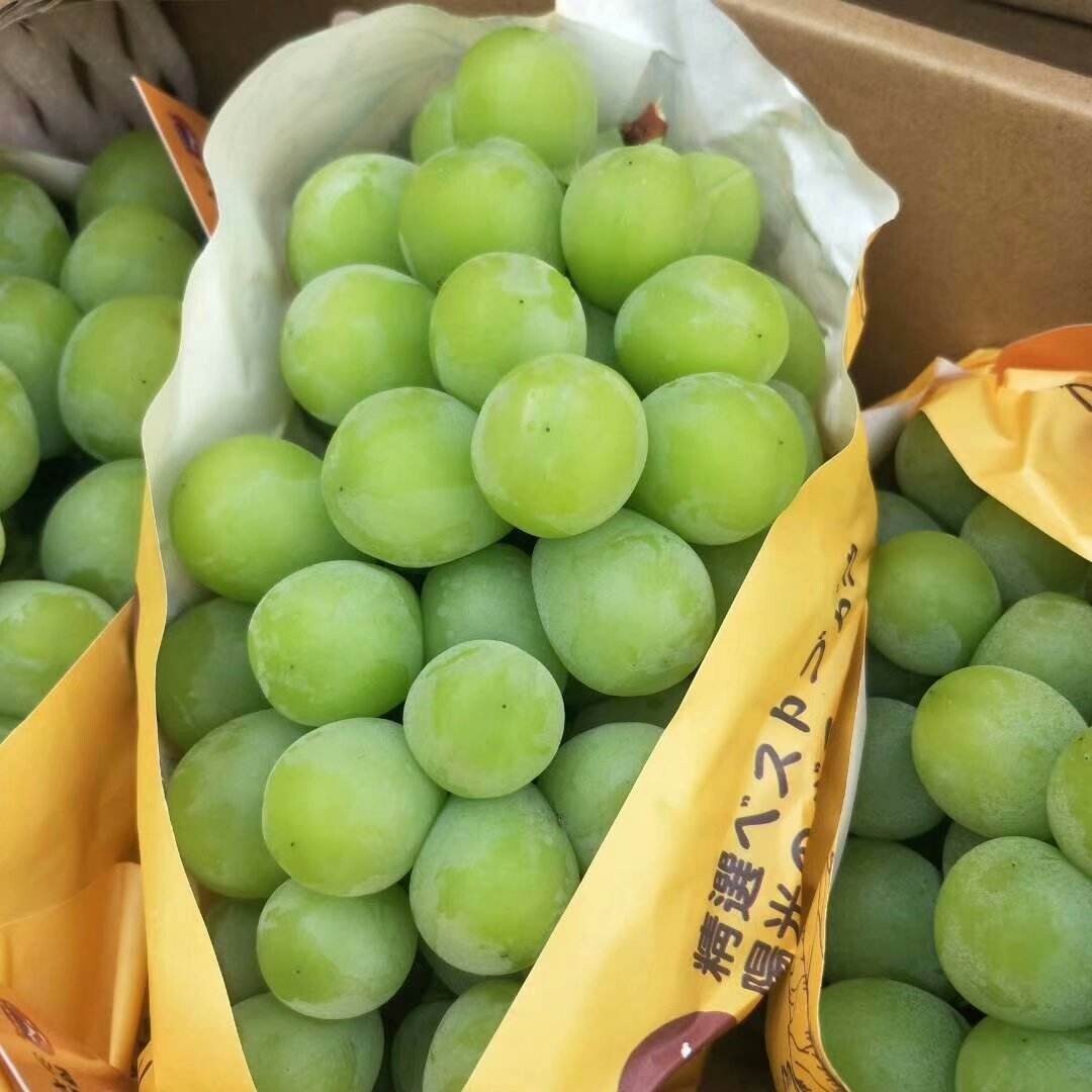 Shine Muscat Japanese Grape plant on 3309 C, potted,晴王麝香