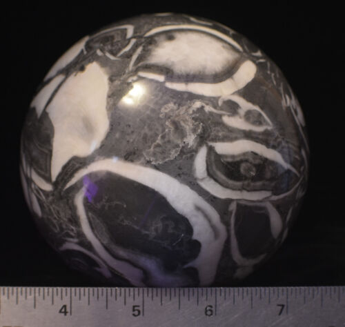 Fossil Shell Polished Sphere - 4.5 Inch- +Turtle Stand - Free Shipping Lot 1727 - Picture 5 of 6
