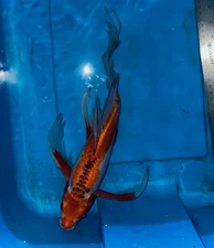 13” BUTTERFLY AKA SHUSUI KOI -- ONE OF A KIND AA+ CSRAKOi