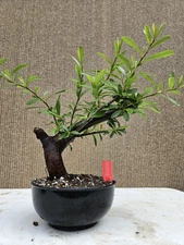 Old Pyracantha Bonsai Tree,,, sale 