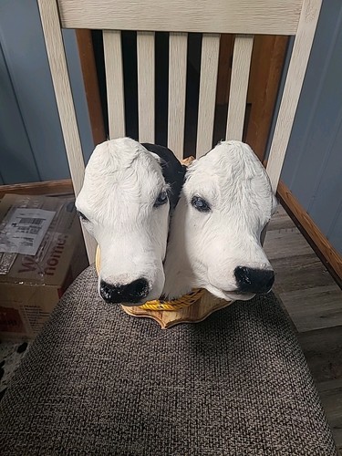 2 Headed Calf Mount Taxidermy Hereford Black/Brown and White Gaff - Picture 2 of 4