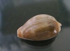Cypraea Annulus18.3 mm F+++/GEM UNUSUAL DOUBLE DORSAL FREAK  WOW!!!