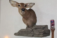 Whitetail Doe Deer Head Shoulder Mount Taxidermy Cape Shed Antler Mule