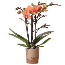 Orchid Phalaenopsis Kolibri Bolzano Moth Orchid Real Indoor House Plant in Pot