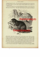 Beaver, Book Illustration (Print), 1896