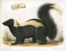 9577.Decoration Poster.Room Wall art.Home decor.Common Skunk.Science.Nature art