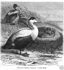 EIDERENTE Somateria mollissima ENTENV&Ouml;GEL Holzstich von 1891 Vogel
