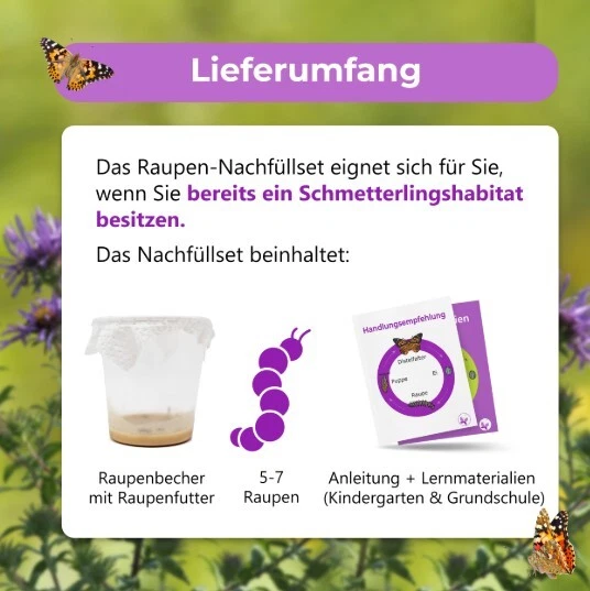 Raupen Nachfüllset 🐛 5-7 Distelfalter-Raupen | Schmetterlingszucht Nachbestelle - Bild 2 von 4