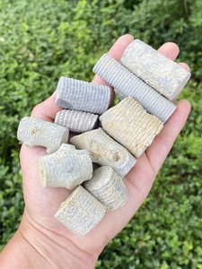 Crinoid Fossil Stems, 8 Piece Lot, Pickett County Tennessee