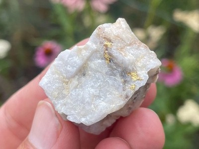 Native Gold in Quartz - Kennedy Mine, Amador Co., California - 21.329 grams