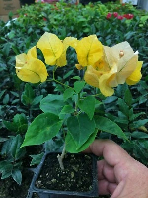 Rare Bougainvillea Starter Plant - HUGH EVANS Variety
