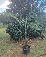 BLUE BUTIA ODORATA - JUBAEA HYBRID PALM  7 FT XL COLD HARDY 10°F  7 GAL  FLORIDA