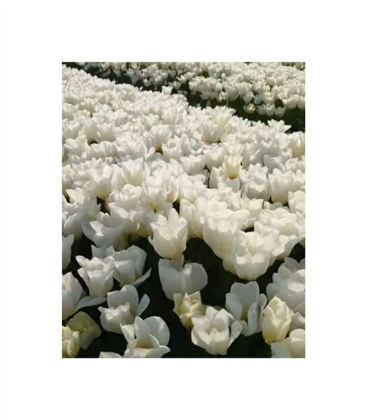10x Lilyflowered Tulips White Triumphator Flower Bulb Garden Plants F