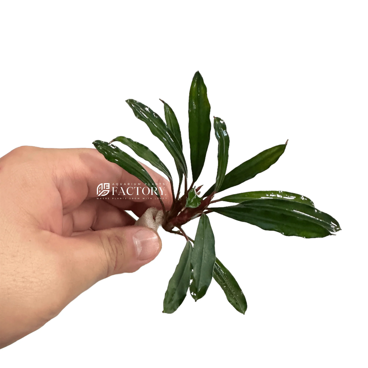 Bucephalandra Giant Velvet | Aquarium Plants Factory® | eBay