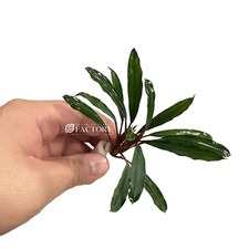 Bucephalandra Giant Velvet Aquarium Plants Factory
