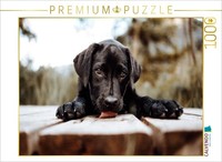 Calvendo Puzzle Labrador Welpe | 1000 Pieces, Finished Size 25.2 × 18.9 In (64 ×