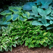 Easy to Grow Hosta Bumper Crop Mix 10 to 30 Plant Roots, Shade Zones 3-9