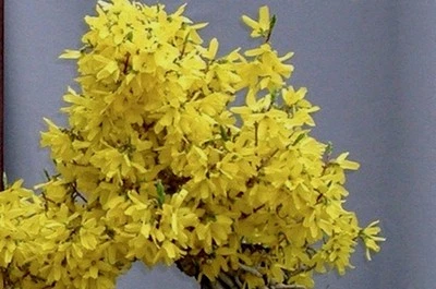🏵 SHOHIN Forsythia Bonsai, FREE EXPRESS POST with the pot - image 1 of 4