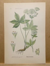 1886 ANTIQUE LITHOGRAPHY ILLUSTRATION BOTANY FLOWER FLORA NATURE DECOR...