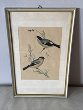 Vintage Vogelbild Gimpel/ Dompfaff- gerahmte Lithographie/ Druck 22x 34,5 cm