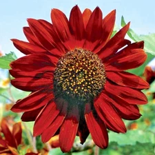 51+VELVET QUEEN SUNFLOWER Seeds Native Wildflower Branching Summer Garden Easy