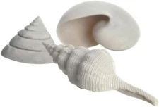 Oase Biorb Seashell Sea shell SET Decor Weighted white ceramic aquarium safe NEW