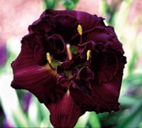 VELVET ONYX     Daylilies 3 fans Return and multiply yearly World's Finest - Picture 1 of 1